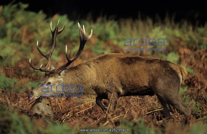 : Red Deer - Stag tongue out : Red Deer - Stag tongue out