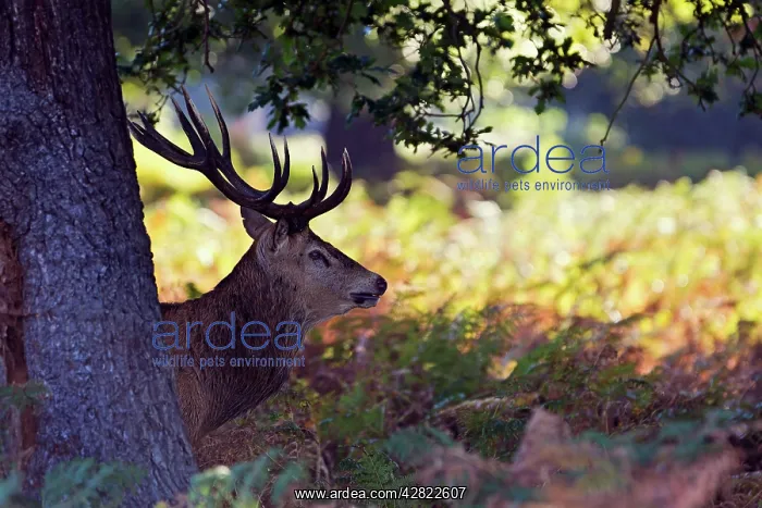 : Red Deer - Stag behind tree at dawn : Red Deer - Stag behind tree at dawn