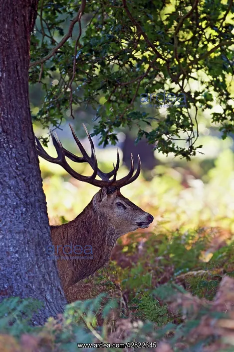 : Red Deer - Stag behind tree at dawn : Red Deer - Stag behind tree at dawn