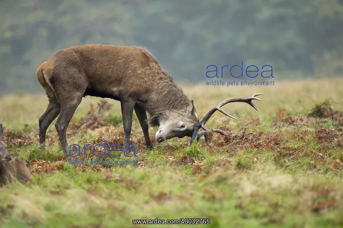 : Red Deer Stag - Urinating - Antler Rubbing - Richmond : Red Deer Stag - Urinating - Antler Rubbing - Richmond