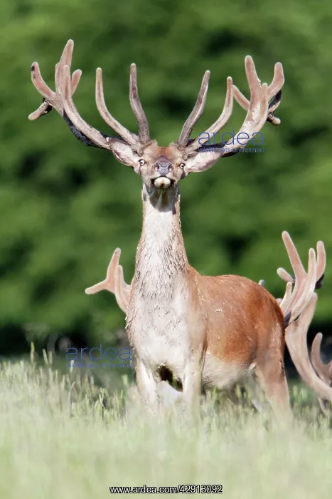 : Red Deer - stag with velvet on antlers : Red Deer - stag with velvet on antlers