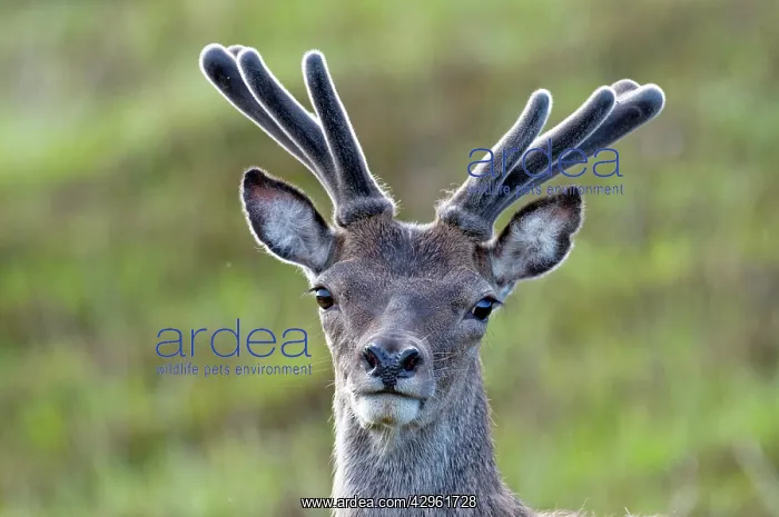 : Red Deer - stag in velvet - close up of head : Red Deer - stag in velvet - close up of head