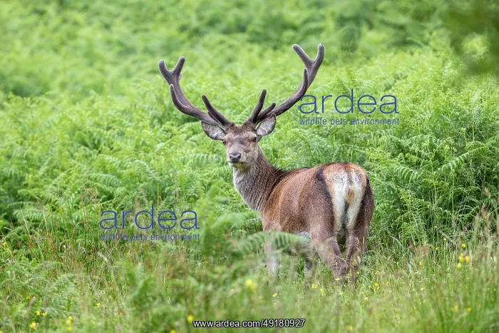 : Red Deer Stag - in Velvet - UK : Red Deer Stag - in Velvet - UK