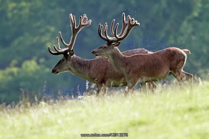 : Red Deer - two stags with antlers in velvet - walking : Red Deer - two stags with antlers in velvet - walking