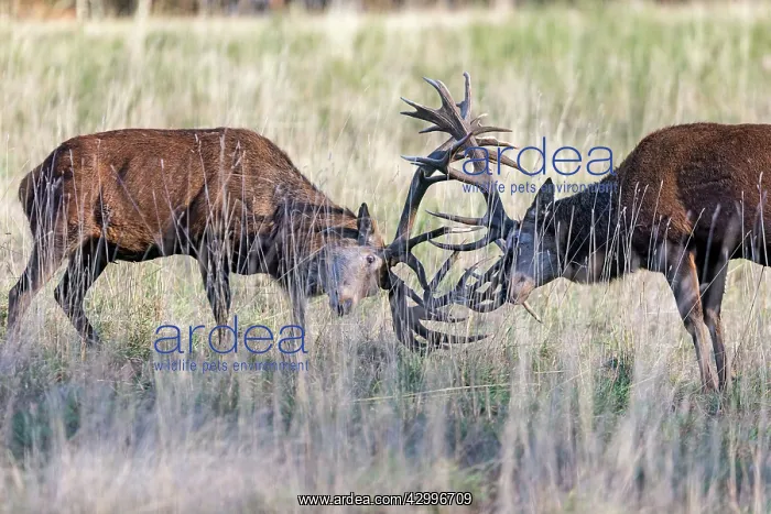 : Red Deer - two stags fighting during rutting : Red Deer - two stags fighting during rutting