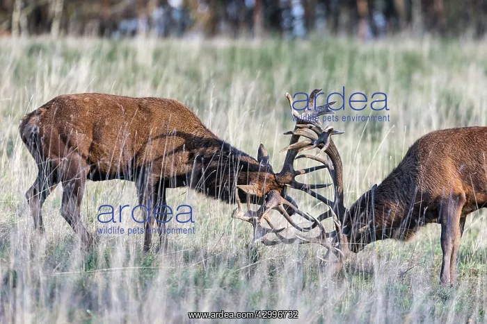 : Red Deer - two stags fighting during rutting : Red Deer - two stags fighting during rutting