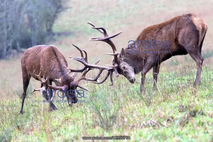 : Red Deer - two stags fighting during rutting : Red Deer - two stags fighting during rutting