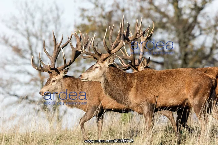 : Red Deer - stags. Haute Saone, France : Red Deer - stags. Haute Saone, France