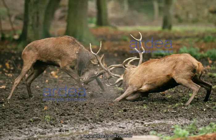 : Red DEER - two stags / male fighting during rutting season : Red DEER - two stags / male fighting during rutting season