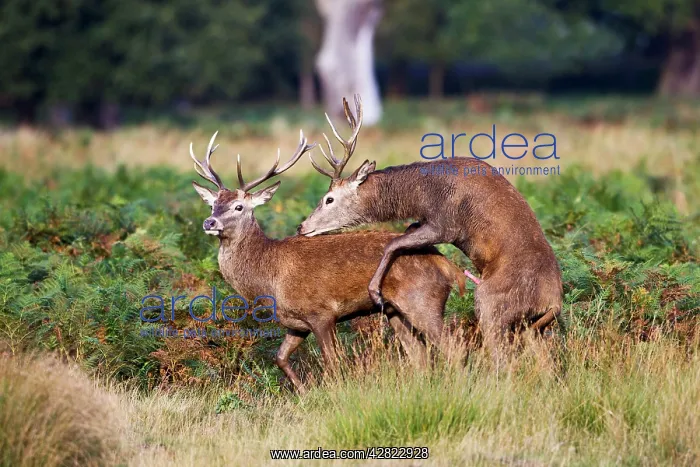 : Red Deer - Stags mating each other : Red Deer - Stags mating each other