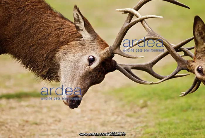 : Red Deer - Stags rutting - close up : Red Deer - Stags rutting - close up