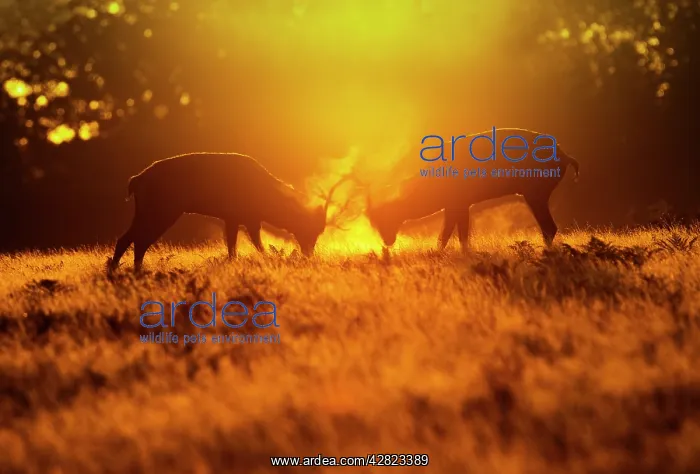 : Red Deer - stags rutting in mist at sunrise : Red Deer - stags rutting in mist at sunrise