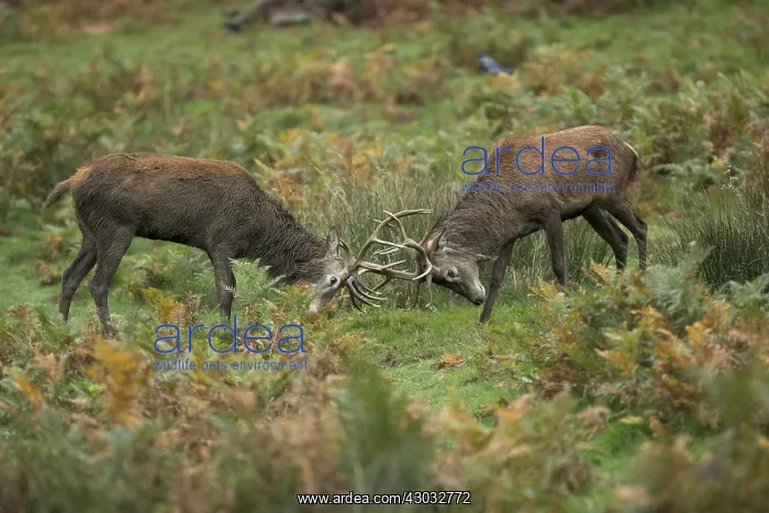 : Red Deer Stags - Sparring - Richmond Park - London - UK : Red Deer Stags - Sparring - Richmond Park - London - UK