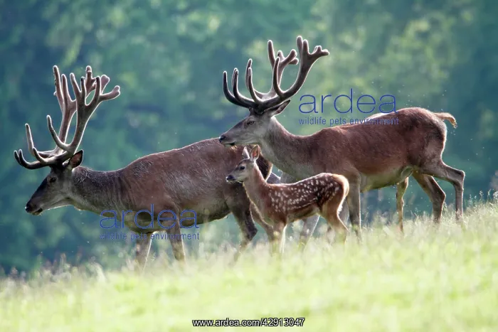: Red Deer - two stags with velvet on antlers and calf : Red Deer - two stags with velvet on antlers and calf