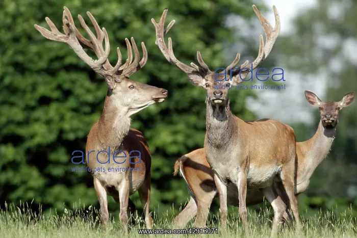 : Red Deer - two stags in velvet and a hind : Red Deer - two stags in velvet and a hind