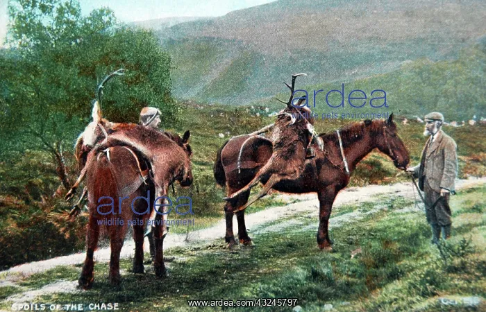 : Red Deer stalking; two Scottish ghillies with the : Red Deer stalking; two Scottish ghillies with the