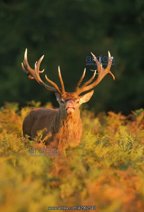 : Red Deer - standing amongst braken in beautiful : Red Deer - standing amongst braken in beautiful