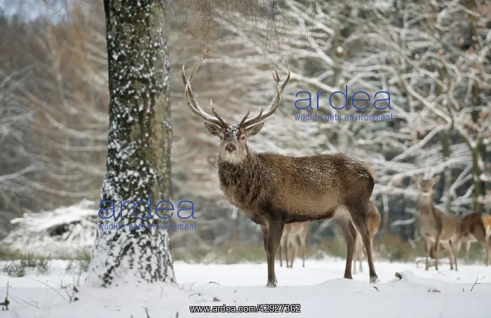 : Red DEER - standing in snow : Red DEER - standing in snow
