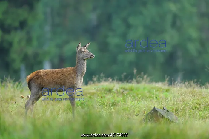 : Red deer in summer, Cervus elaphus, Female, Young : Red deer in summer, Cervus elaphus, Female, Young