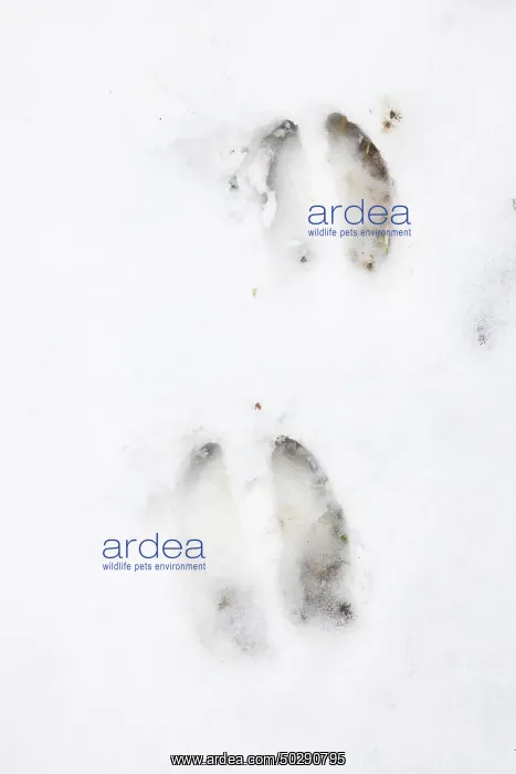 : Red Deer track : Red Deer track
