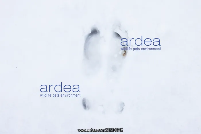 : Red Deer track : Red Deer track