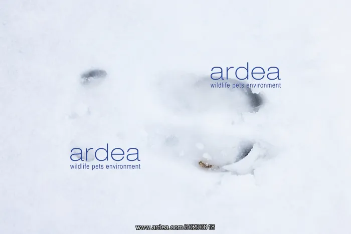 : Red Deer track : Red Deer track