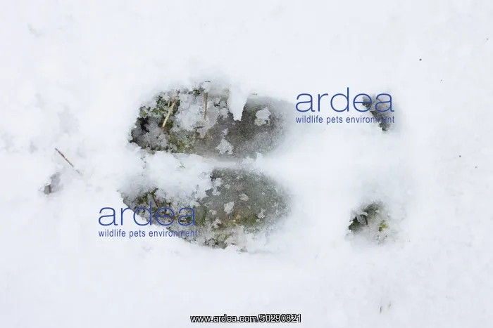 : Red Deer track : Red Deer track