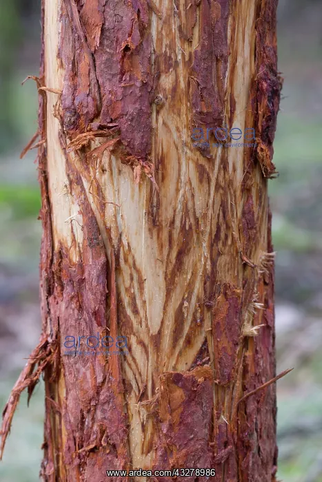 : Red Deer - tree damaged probably while brushing velvet or ea : Red Deer - tree damaged probably while brushing velvet or ea