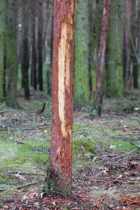 : Red Deer - tree damaged probably while brushing velvet or ea : Red Deer - tree damaged probably while brushing velvet or ea
