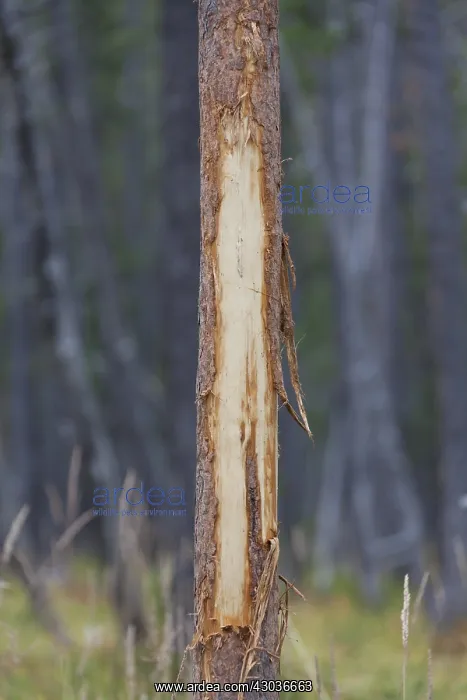 : Red Deer - tree destroyed by deer - Germany : Red Deer - tree destroyed by deer - Germany