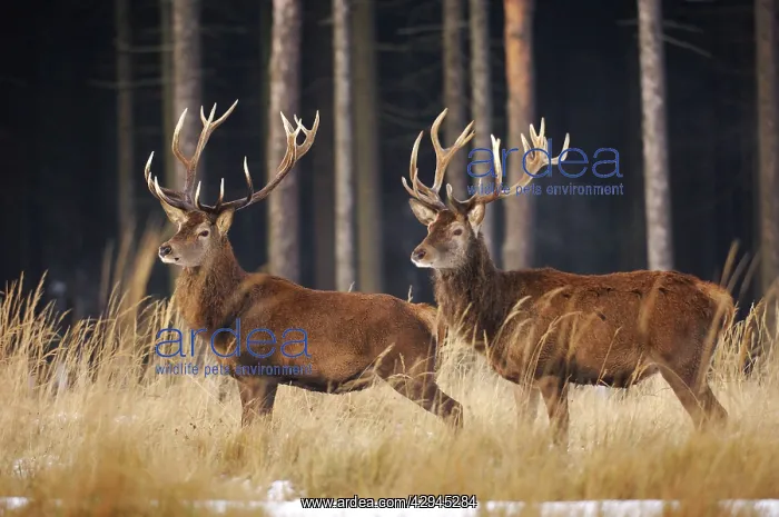 : Red Deer - in winter : Red Deer - in winter