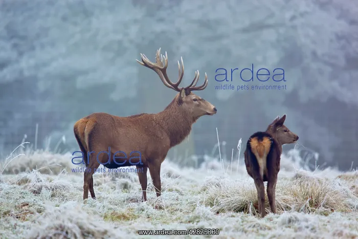 : Red Deer - in winter frost : Red Deer - in winter frost