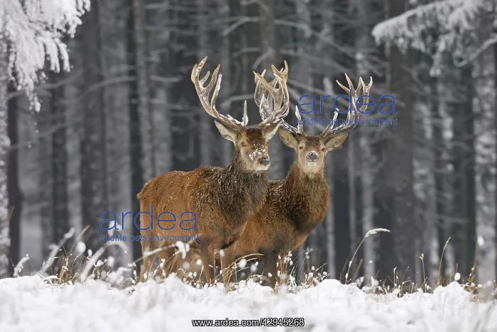 : Red Deer - in winter snow : Red Deer - in winter snow