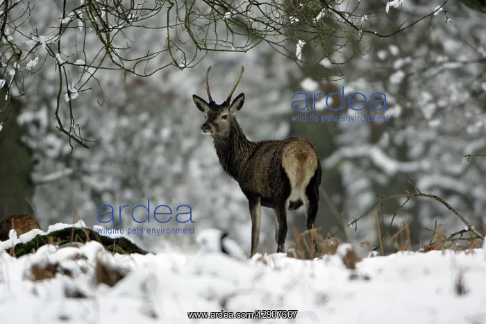 : Red Deer - Young stag in snow covered forest, winter : Red Deer - Young stag in snow covered forest, winter