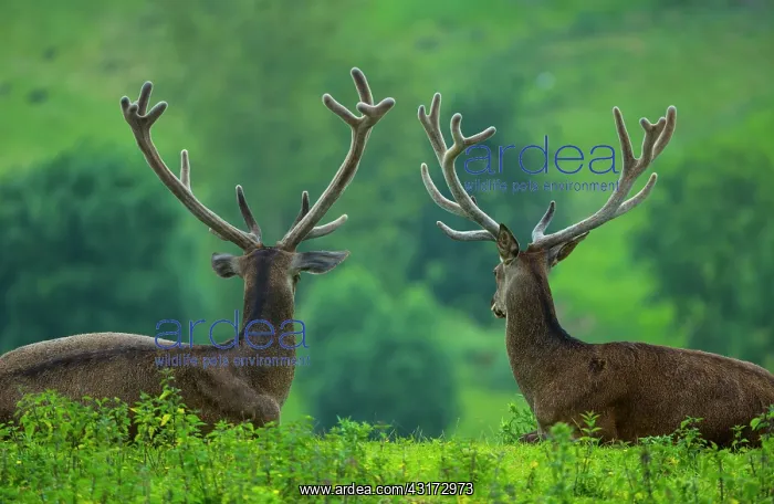 : Red Deers (Cervus elaphus) male lying in the grass : Red Deers (Cervus elaphus) male lying in the grass