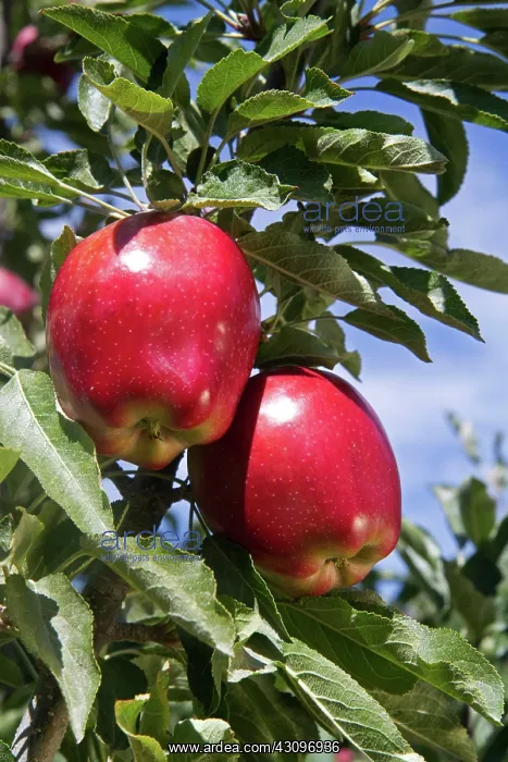 : Red Delicious Apples : Red Delicious Apples