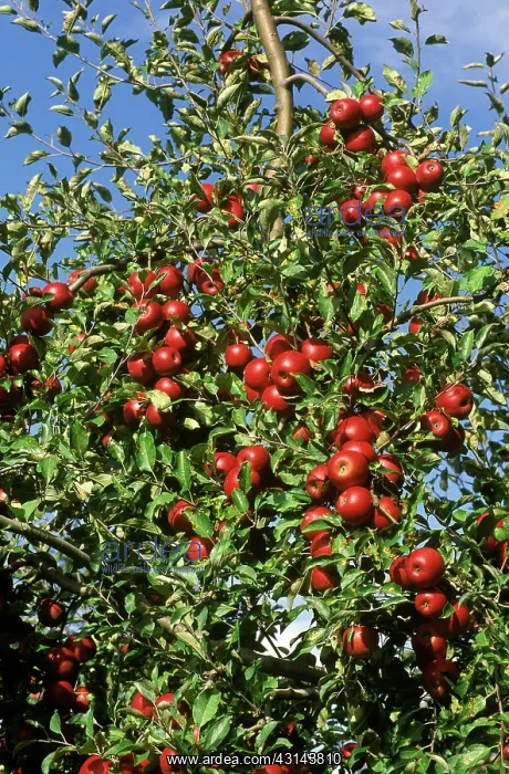 : Red Delicious Apples : Red Delicious Apples