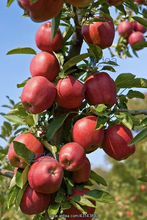 : Red Delicious Apples : Red Delicious Apples