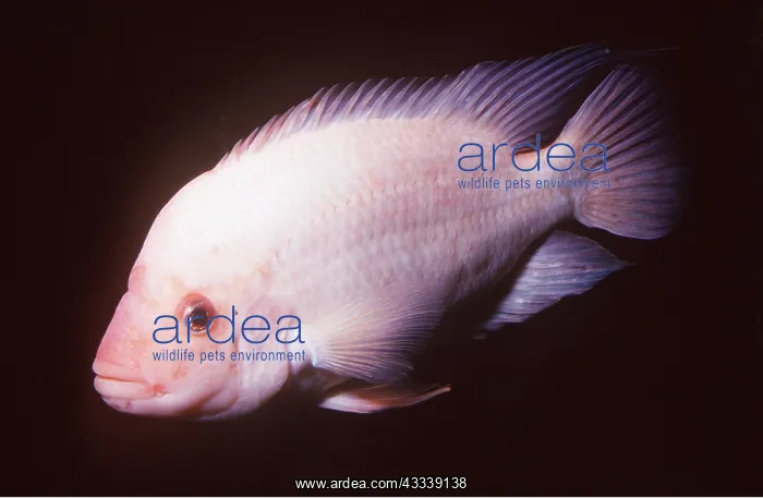 : RED DEVIL CICHLID : RED DEVIL CICHLID