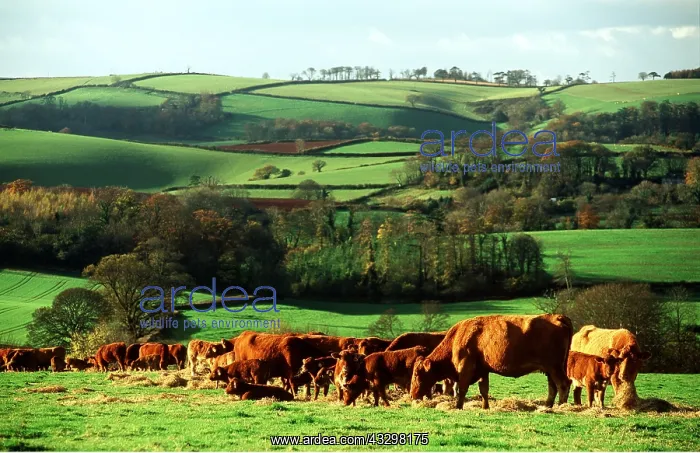 : RED DEVON CATTLE - Feeding on hay with country backdrop : RED DEVON CATTLE - Feeding on hay with country backdrop