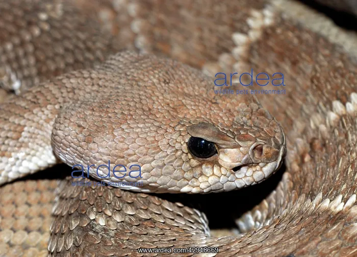  : Red Diamond-backed Rattlesnake