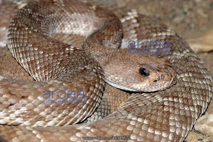 : Red Diamond-backed Rattlesnake : Red Diamond-backed Rattlesnake