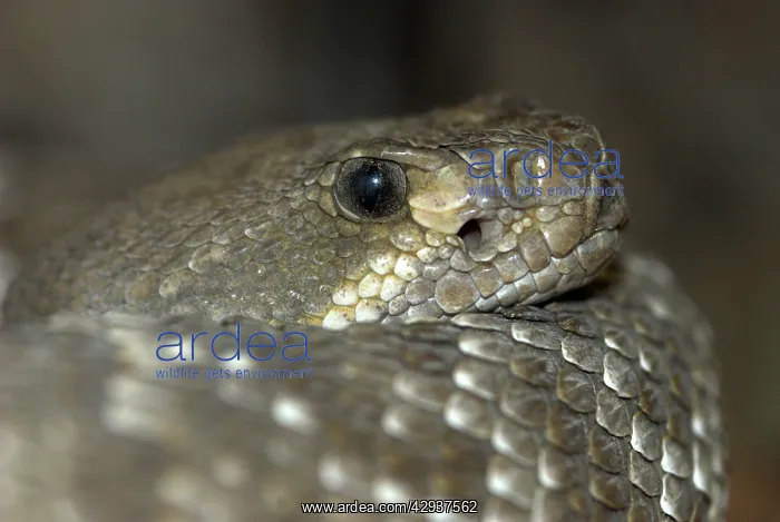  : Red Diamond Rattlesnake