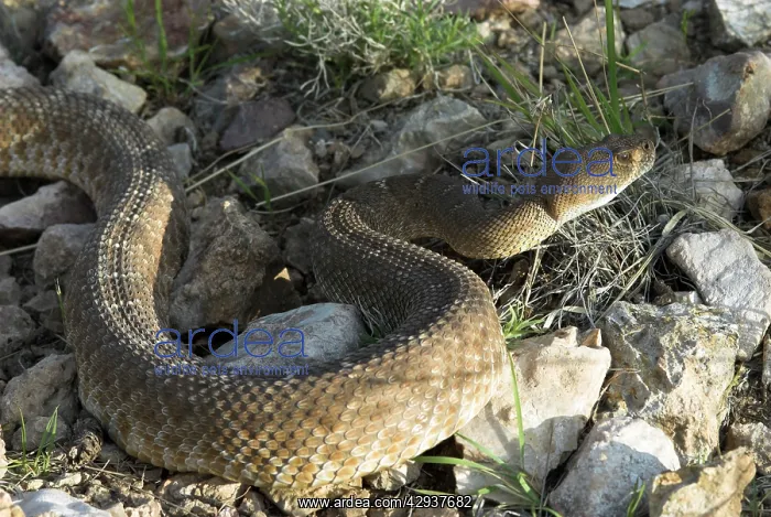 : Red Diamond Rattlesnake : Red Diamond Rattlesnake