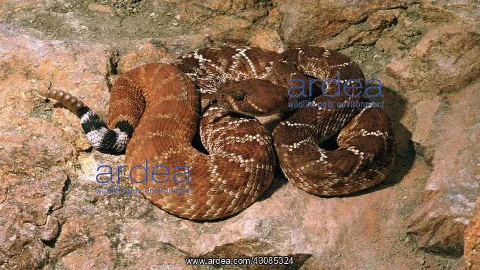 : Red Diamond Rattlesnake : Red Diamond Rattlesnake