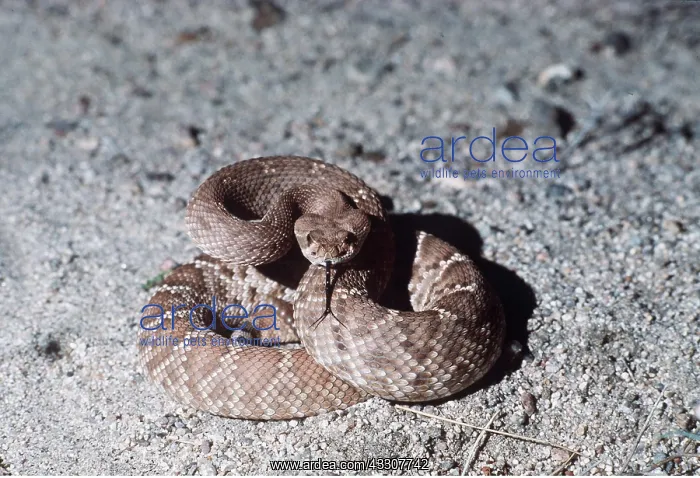 : RED DIAMOND RATTLESNAKE : RED DIAMOND RATTLESNAKE