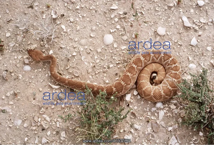 : RED DIAMOND RATTLESNAKE : RED DIAMOND RATTLESNAKE