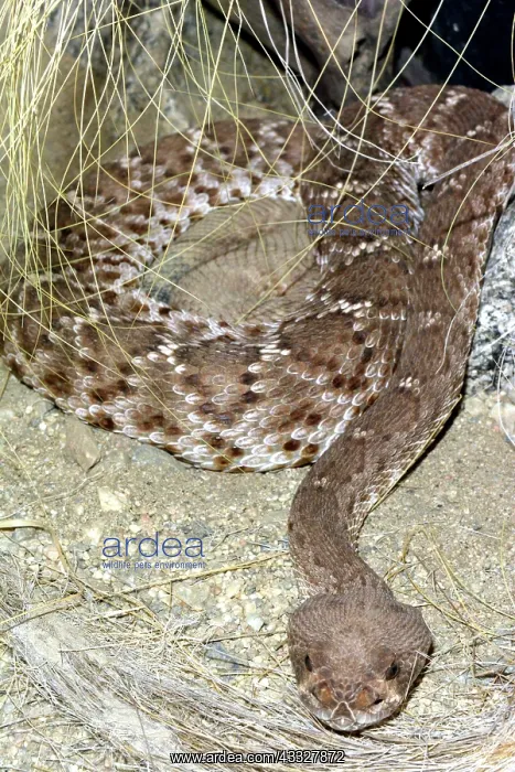 : Red Diamond Rattlesnake : Red Diamond Rattlesnake