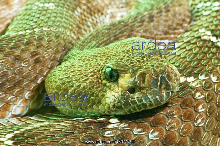 : Red Diamondback Rattlesnake : Red Diamondback Rattlesnake