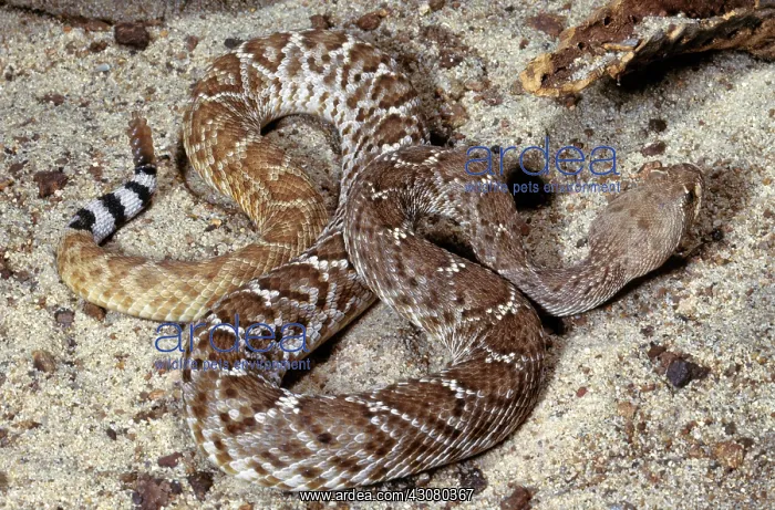 : Red Diamondback Rattlesnake : Red Diamondback Rattlesnake